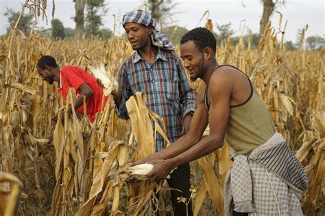 Spotlight Maize In Africa Cgiar Research Program On Maize