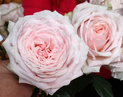Alexandra Farms On Twitter Tsumugi Is Another New Garden Rose