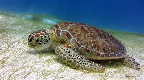 Green Sea Turtle Marine Biology Cute Friends Sea Creatures