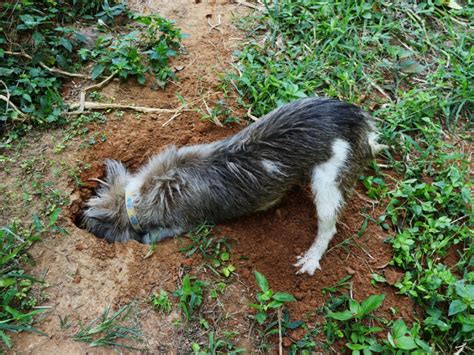 How To Stop Animals From Digging Holes In Your Yard Eathappyproject