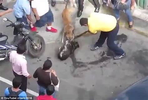 A break stick should only be employed to break up a fight involving a pit bull. Shocking moment crowd tries to separate a pair of fighting ...