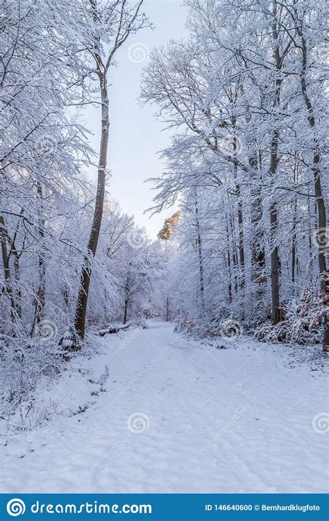 Snow Covered Road Through A Frosty Forest Stock Photo Image Of Sunny