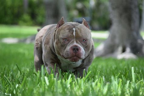 American bully comes in 4 sizes. PUPPIES FOR SALE (With images) | American bully, Pocket ...