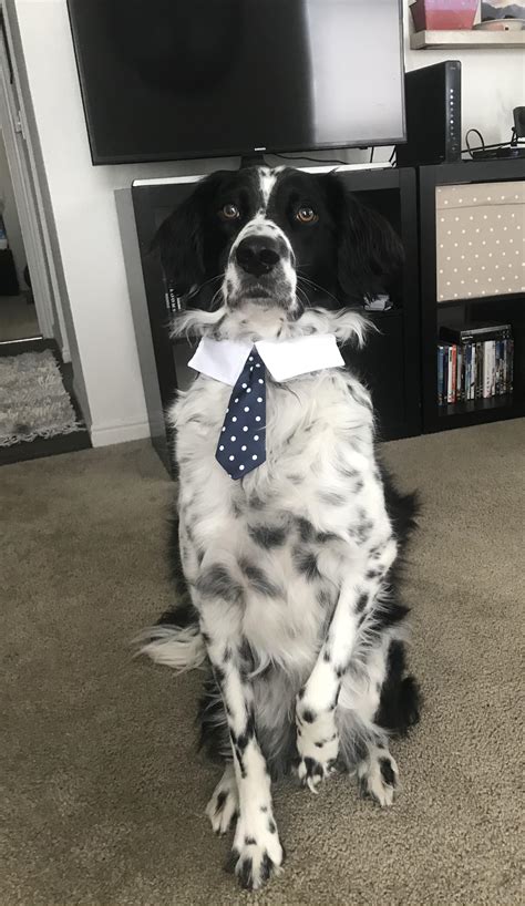 My Handsome Boy Is A Border Collieenglish Setter Mix Does He Belong