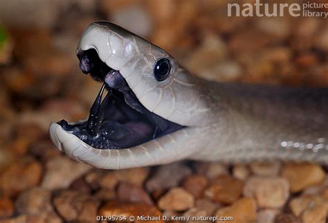 Nature Picture Library Black Mamba Dendroaspis Polylepis With Mouth