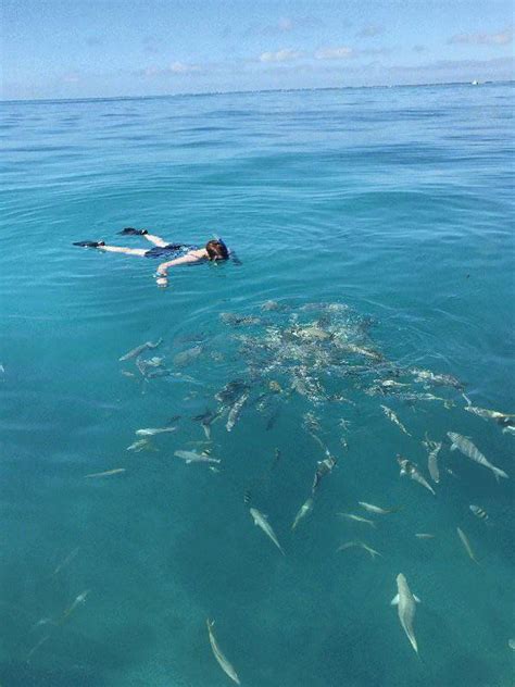 Snorkeling Tours And Charters In Islamorada Florida Keys Islamorada