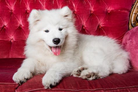 Samoyed Dog Puppy On The Red Luxury Couch Stock Photo Image Of Mammal