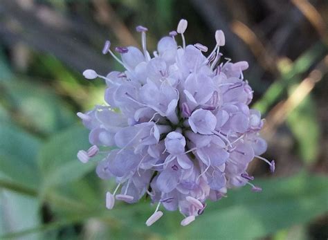 Maybe you would like to learn more about one of these? Confirman la existencia de una nueva especie de flora en ...