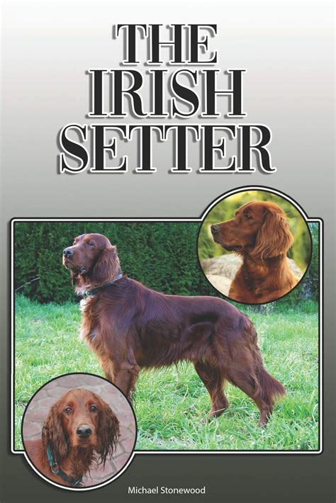 14 Books Every Irish Setter Dog Owner Should Read The Dogman