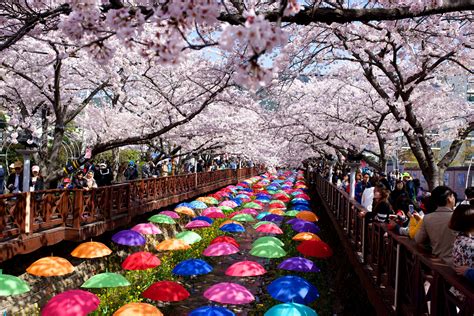December in korea is cold so i guess i wanted to know how busy the nightlife was in korea in such cold weather but you answered the question. The Most Beautiful Places to See Cherry Blossoms in South ...