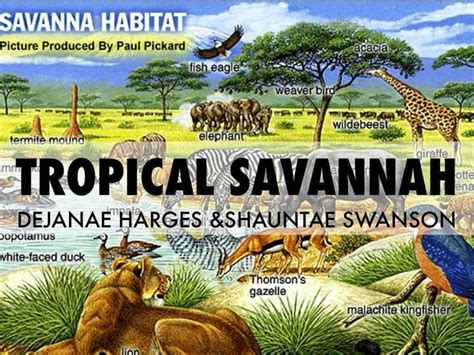 Many savanna animals migrate to deal with. 10 best Tropical Wet-Dry / Savanna images on Pinterest ...