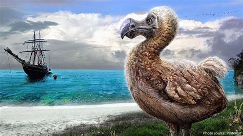 Interesting Facts About The Dodo Just Fun Facts