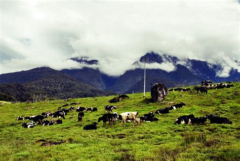 A 0,1 km de desa dairy farm. 38 Gorgeous Photos To Prove That Sabah Is Truly A Rare Gem ...