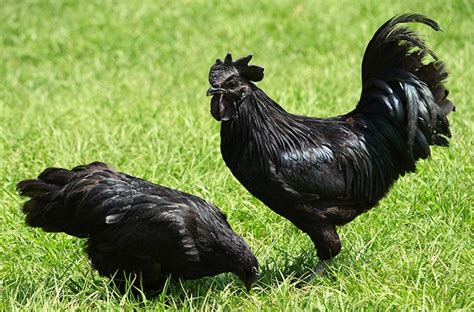 Ayam Cemani is a rare breed of chicken from Indonesia. They have a