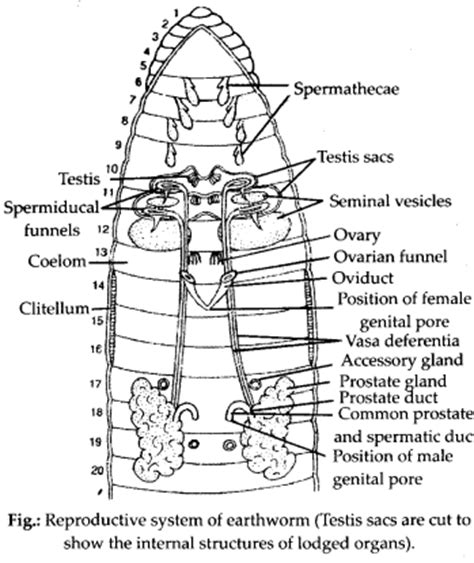 Maybe you would like to learn more about one of these? NCERT Solutions For Class 11 Biology Structural ...