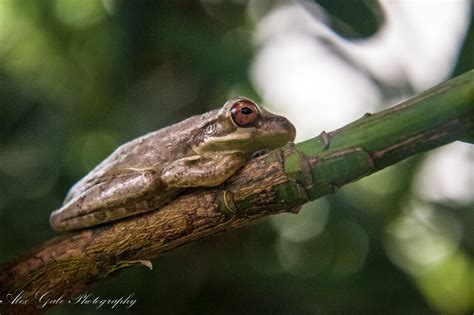 Relaxing Frog By Alexgalephotography On Etsy Animals Frog Relax