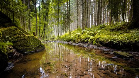 Pond In A Green Forest Wallpaper Riparian Forest