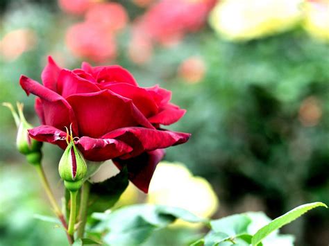 Beautiful rose flowers hd free stock photos download 16418 free. Related image | Flowers, Rose images hd, Rose images