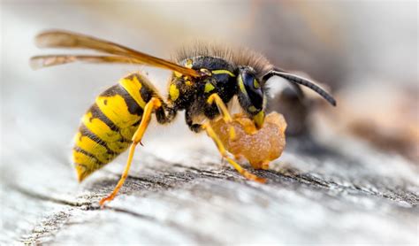 Wasp 101 And The Difference Between Wasps And Hornets Environmental