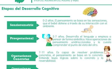 Infografia Educativa Sobre Las Etapas Del Desarrollo Cognitivo De Los