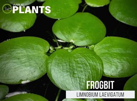Limnobium Laevigatum Frogbit Plant Care Guide