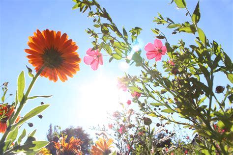 무료 이미지 자연 분기 태양 햇빛 여름 봄 식물학 조명 플로라 야생화 꽃들 광선