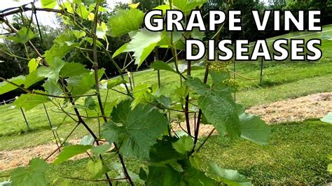 Download and use 1,000+ grape vine stock photos for free. A Look at a Few Grape Vine Diseases - YouTube