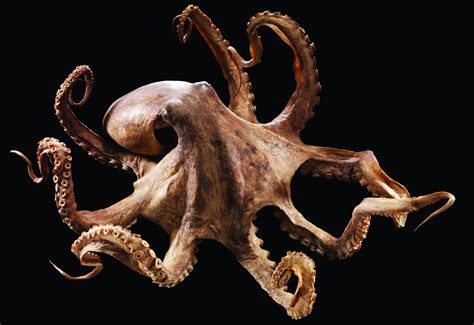 52 Octopus Backgrounds On Wallpapersafari