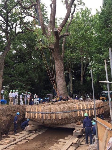 Giant Tree Transplanting How Big Of A Tree Can Be Moved Home Design