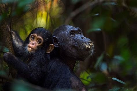 Chimp Evolution Was Shaped By Sex With Their Bonobo Relatives New