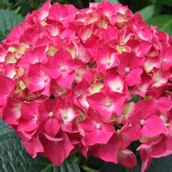 Some shrubs that i rely on almost as much as hydrangeas are spireas. Small Shrubs for the Perennial Border