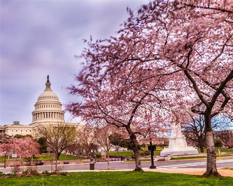 National Cherry Blossom Festival Washington Dc Capitol Building And