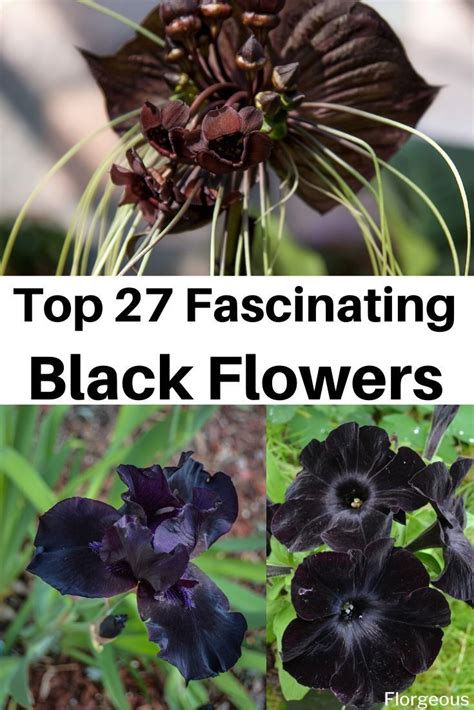 Best Black Flowers For Your Garden Black Flowers Flowers For You