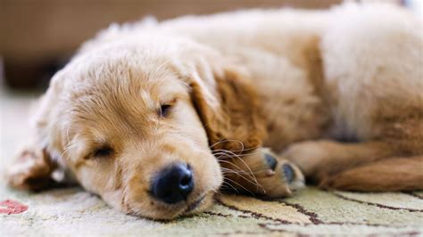 ¿por Qué Mi Perro Tiembla Cuando Duerme Blog Dog Houser