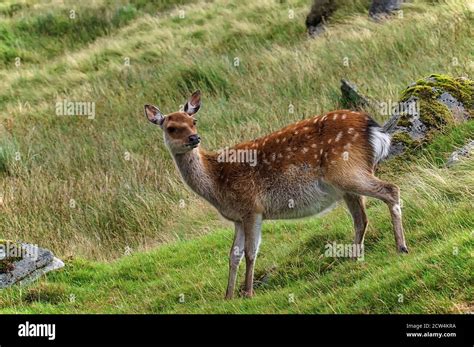 Cute Sika Deer In Glenealo Valley Beautiful Cervus Nippon By The Rocks
