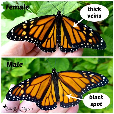 how to tell the difference between a male and a female monarch butterfly monarch butterfly