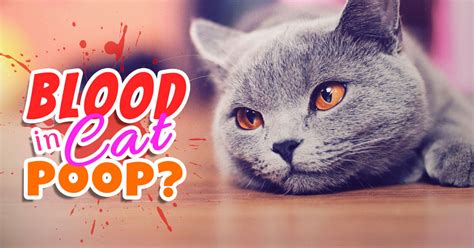 In young cats, fip is commonly the if you're lucky it won't be anything as serious as ascites. Blood in Cat Poop: Should I Worry? | UK Pets