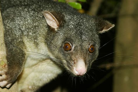 Biological Control Of Possums Introduction — Science Learning Hub