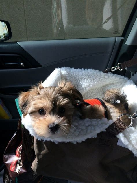 We've got puppies for sale in michigan! Havanese Puppies | Heavenly Havanese, Imlay City, Michigan ...