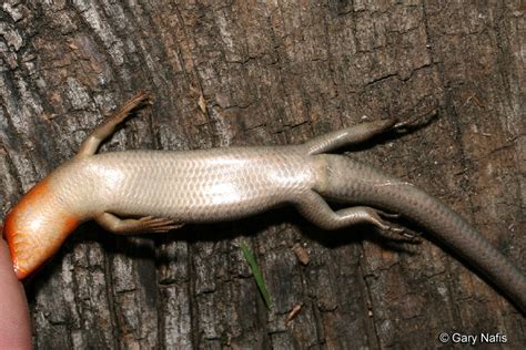 Common Five Lined Skink Plestiodon Fasciatus