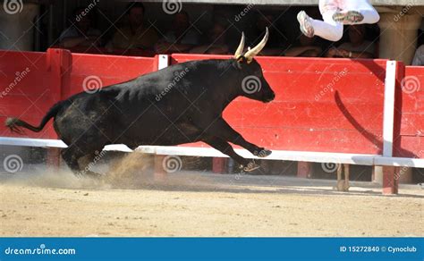Running Bull Stock Photo Image Of Matador Activity 15272840