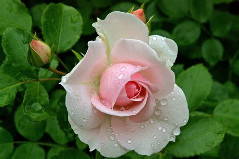Closeup Roses Pink Color Flower Bud Drops Rare Gallery Hd Wallpapers