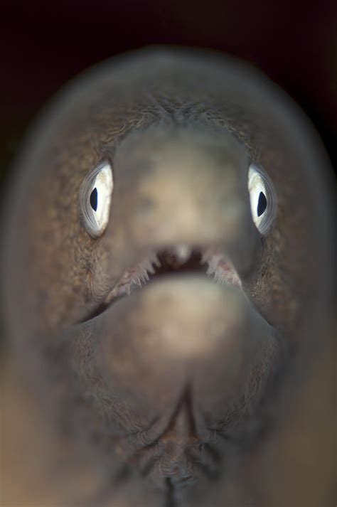 Front View Of A White Eyed Moray Eel Photograph By Steve Jones Fine