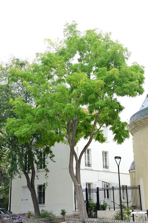 Check spelling or type a new query. robinier faux-acacia | Ville de Courbevoie Site officiel