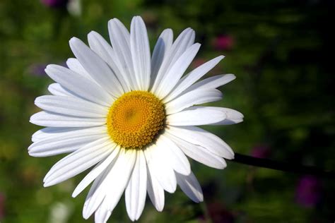 Daisy Flower part 1 - We Need Fun