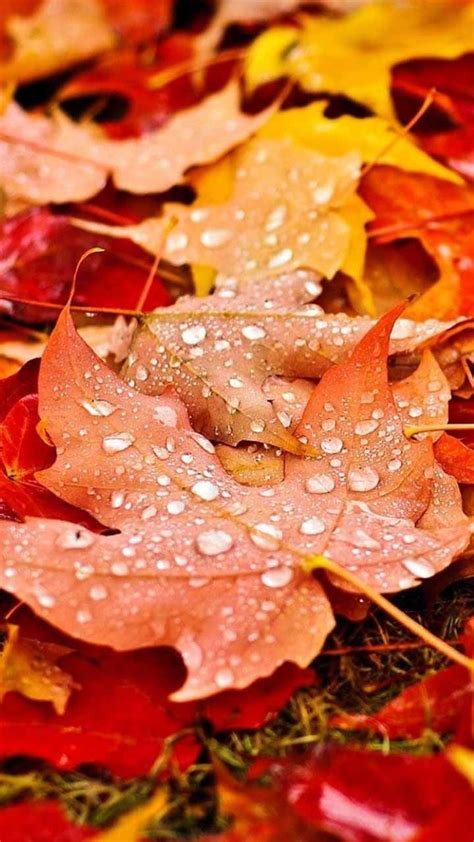 Autumn Leaves Phone Wallpapers Top Free Autumn Leaves Phone