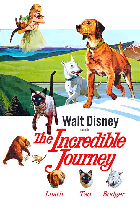 The Incredible Journey (1963) - Posters — The Movie Database (TMDB)