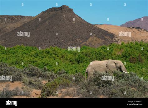 Bushes in the desert hi-res stock photography and images - Alamy