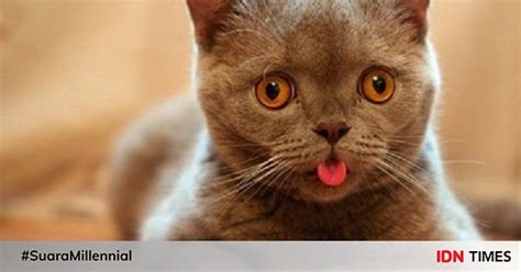 Many cats explore the world with their mouths and dislike bad tastes. 5 Penyebab Kucing Menjulurkan Lidah Bahkan Produksi Liur ...