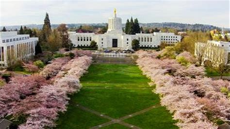 We need to protect this special place for future generations of. Oregon Capitol's flowering cherry trees may come down ...